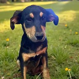 Enlarge Kringles, a ADOPTABLE mixed breed in Encinitas, CA image 1/1