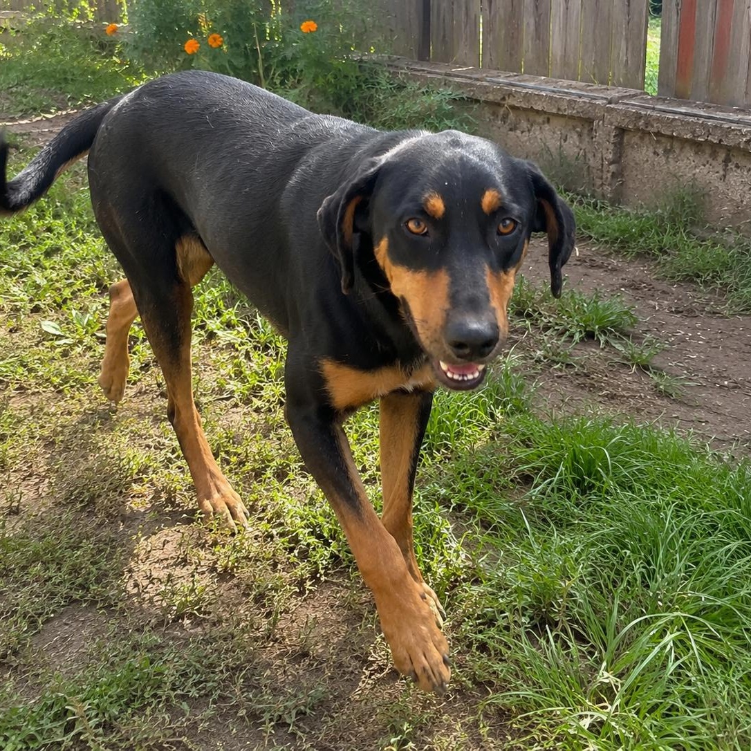 Enlarge Kringles, a Adoptable mixed breed in Encinitas, CA image 6/6