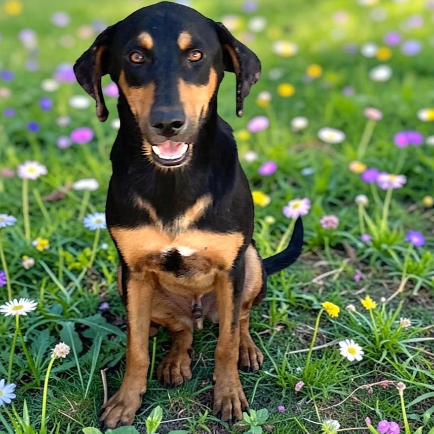 Kringles, ADOPTABLE, Young Male Hound & Black Mouth Cur.