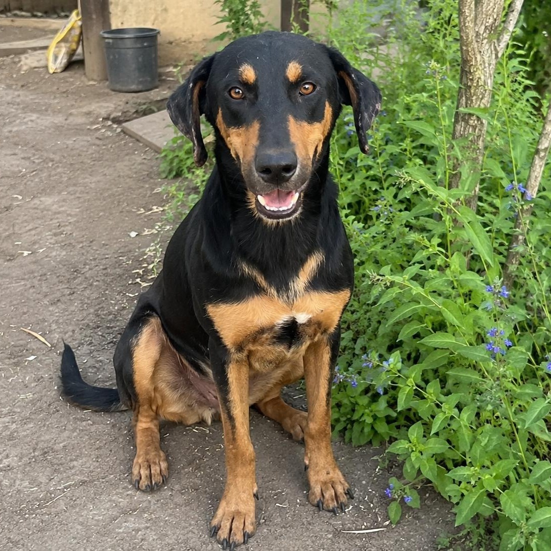 Enlarge Kringles, a Adoptable mixed breed in Encinitas, CA image 2/6