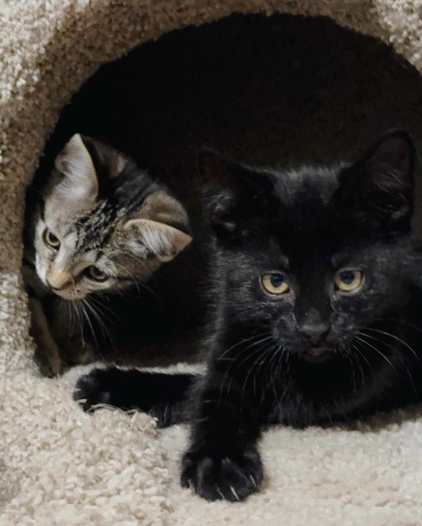 Gemma, Adoptable, Kitten Female Domestic Short Hair.