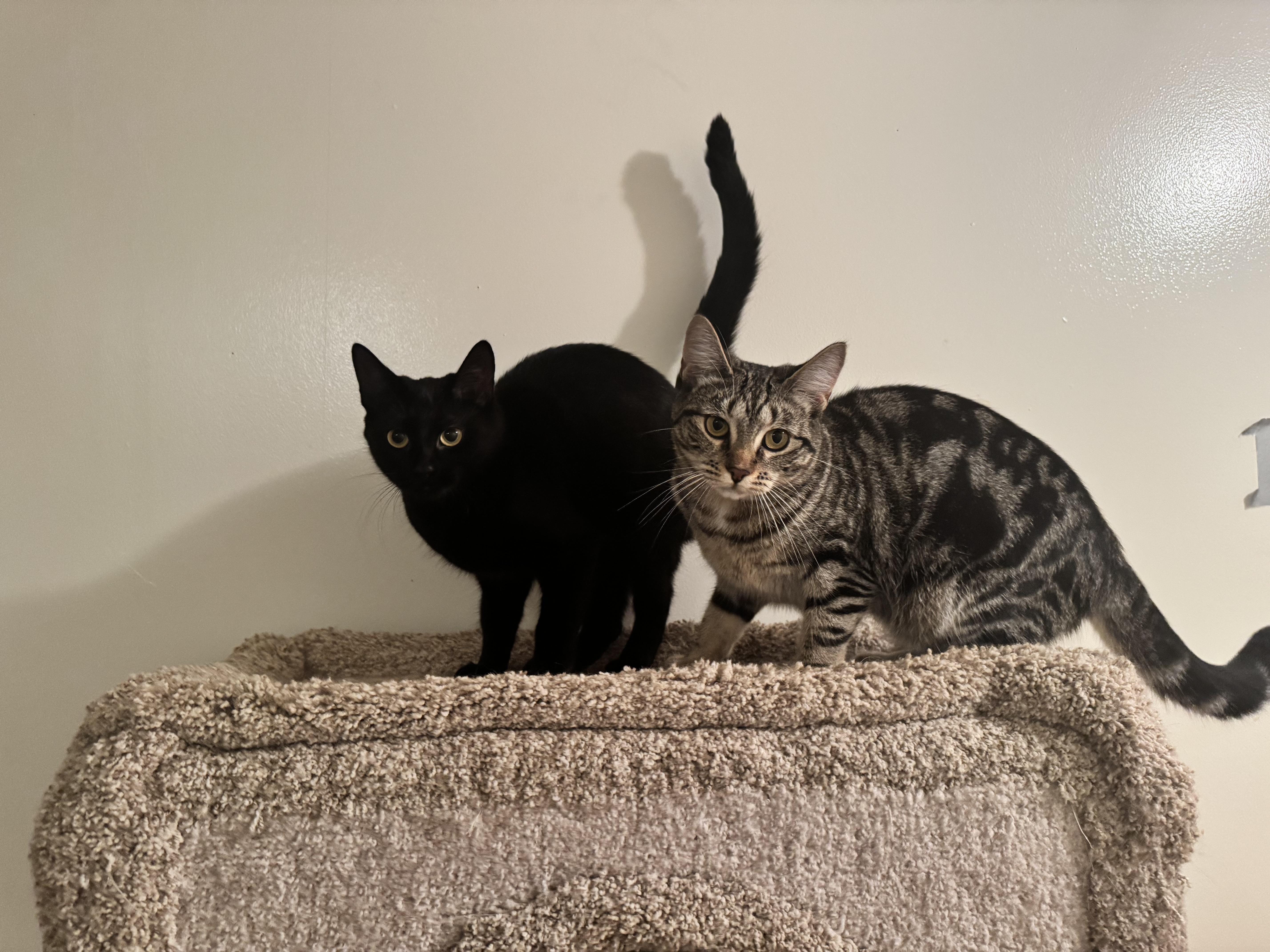 Enlarge Gemma, a Adoptable Domestic Short Hair in Roberts Creek, BC image 3/6