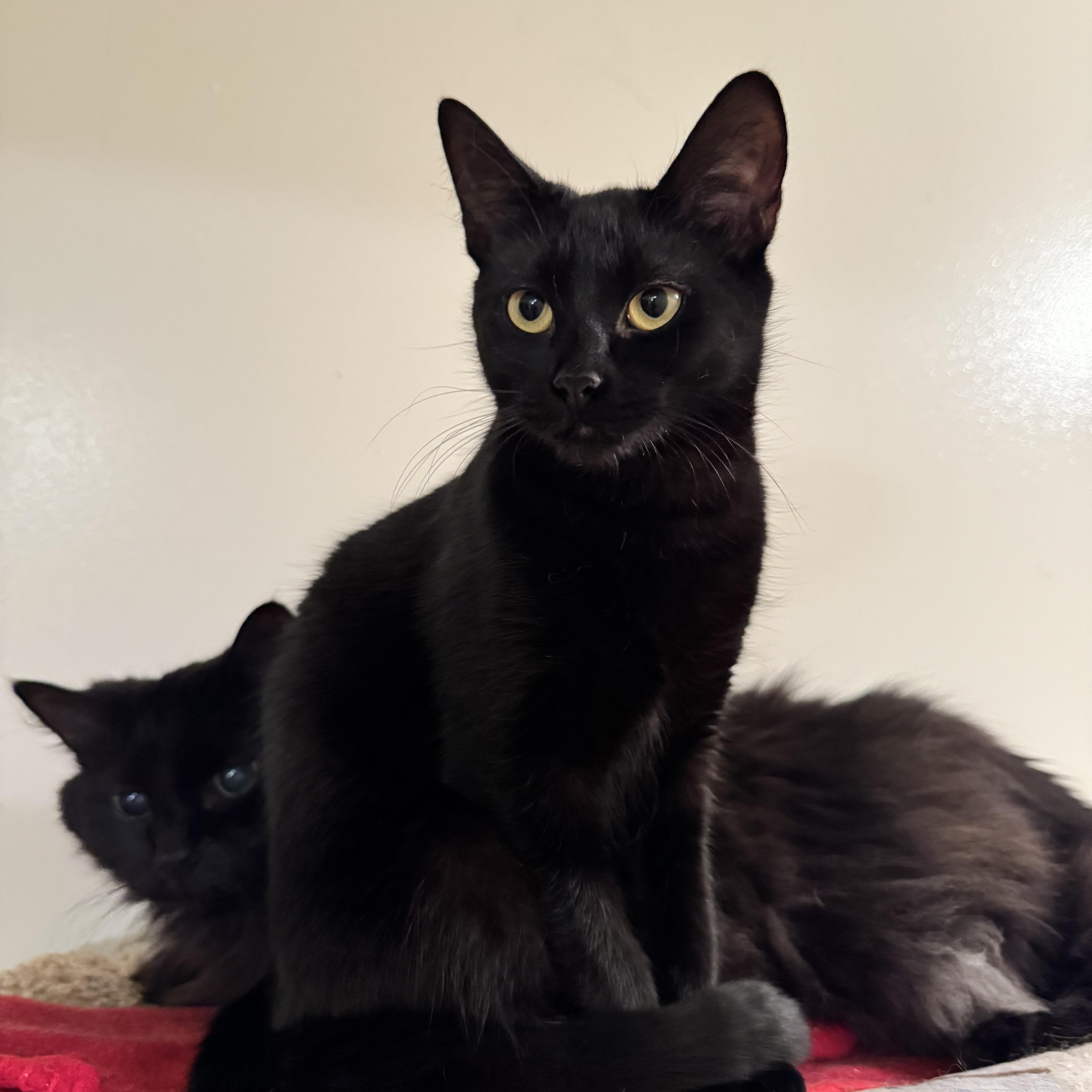 Enlarge Gemma, a Adoptable Domestic Short Hair in Roberts Creek, BC image 1/6