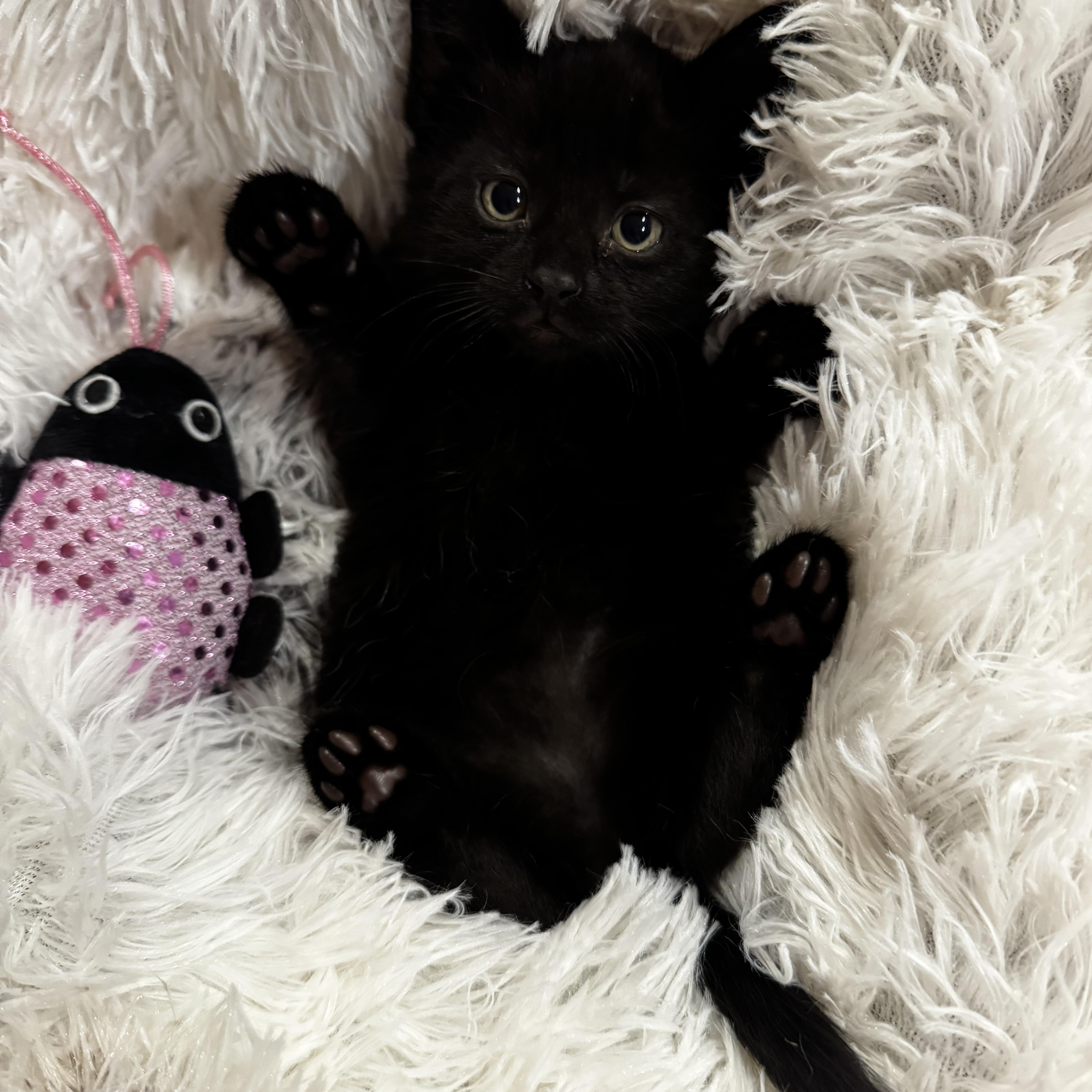 Enlarge Gemma, a Adoptable Domestic Short Hair in Roberts Creek, BC image 5/6