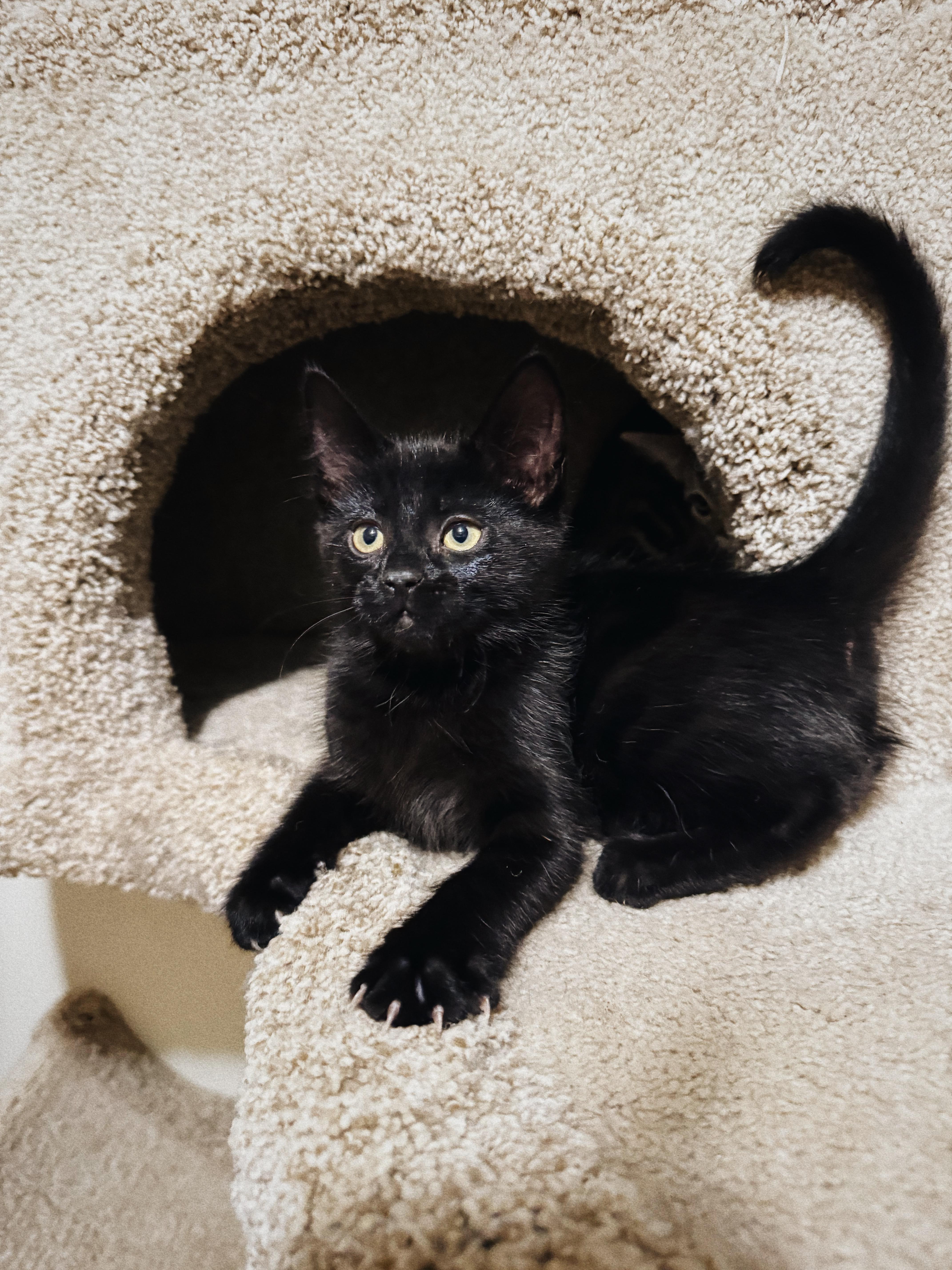 Enlarge Gemma, a Adoptable Domestic Short Hair in Roberts Creek, BC image 6/6