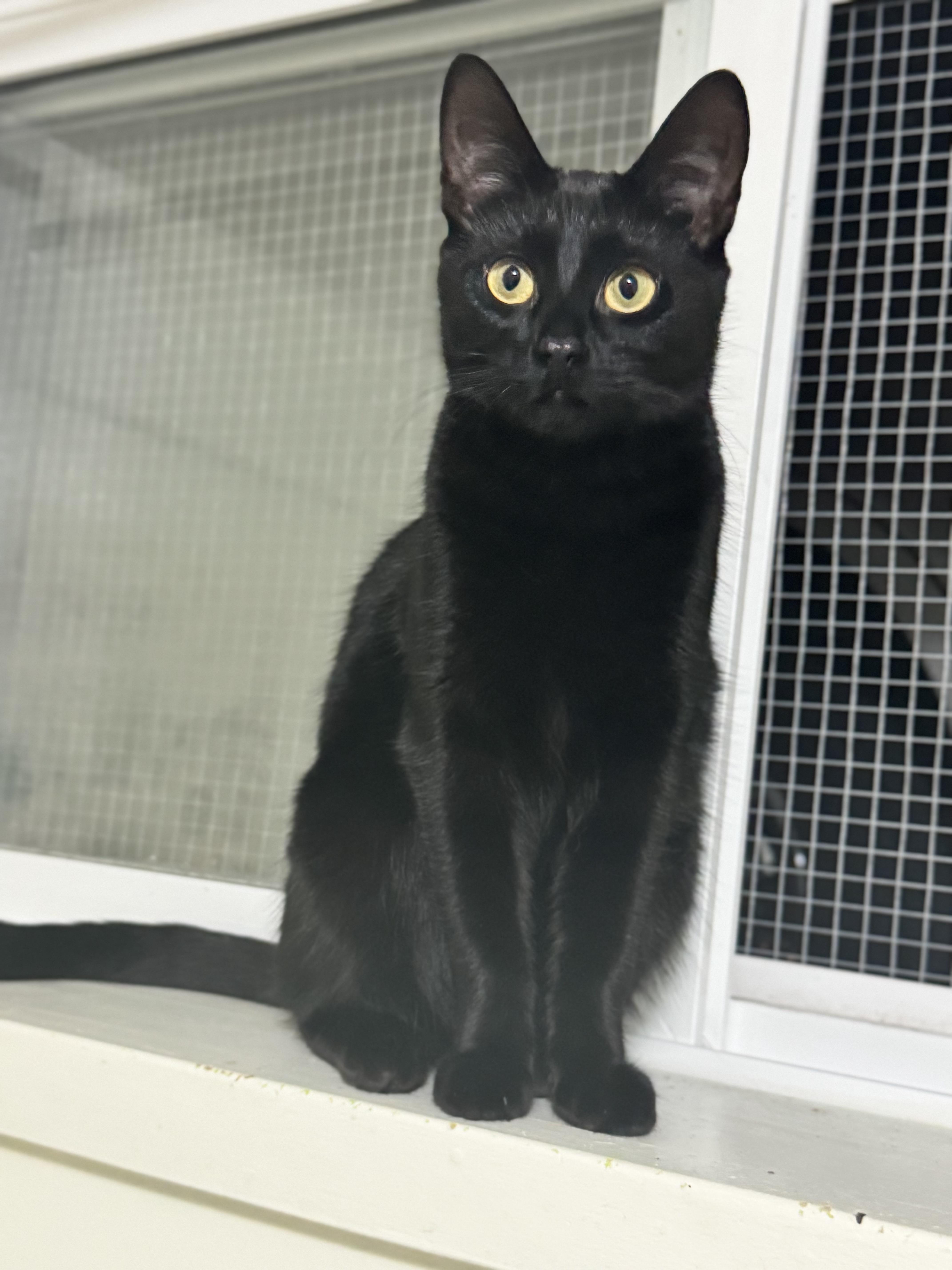 Enlarge Gemma, a Adoptable Domestic Short Hair in Roberts Creek, BC image 2/6