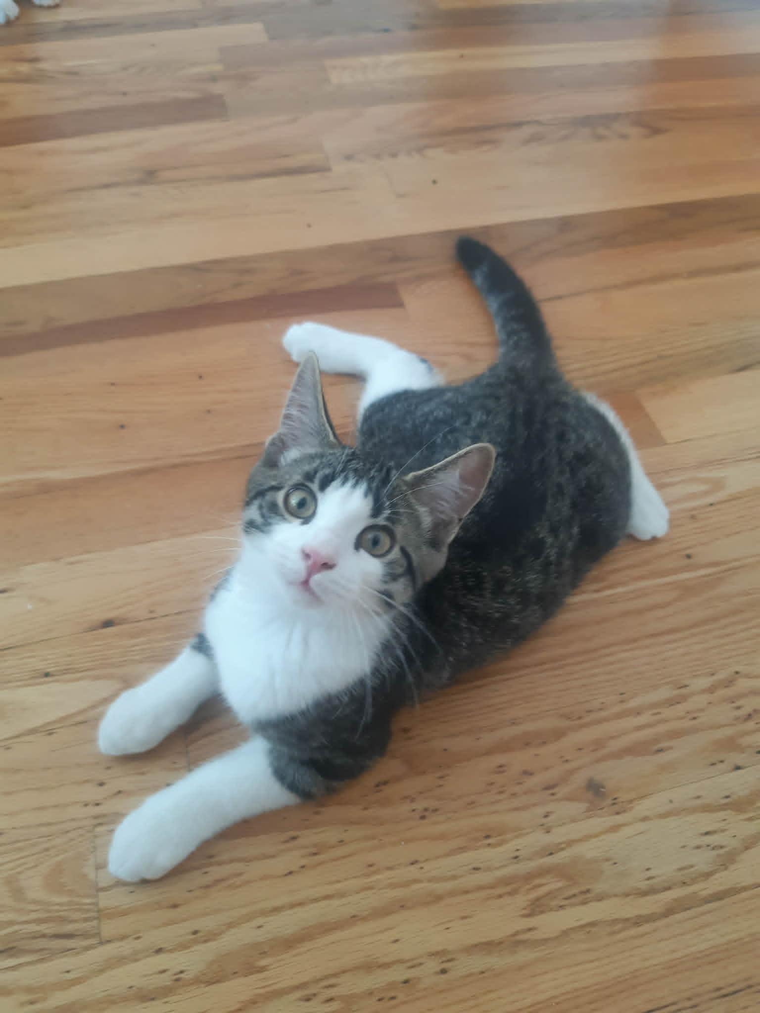 Cidre, Adopted, Kitten Male Domestic Short Hair.