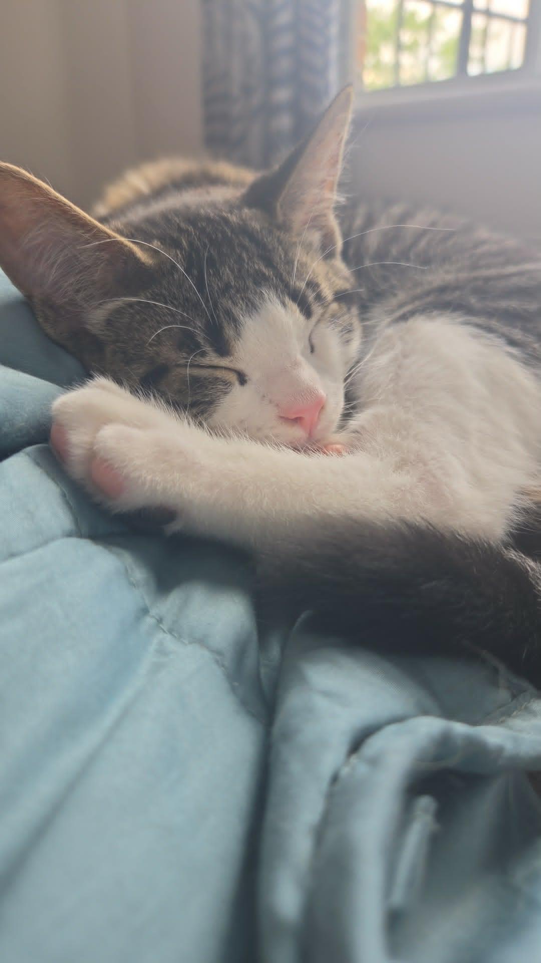Cidre, a Adopted Domestic Short Hair in Montreal, QC image 2/3