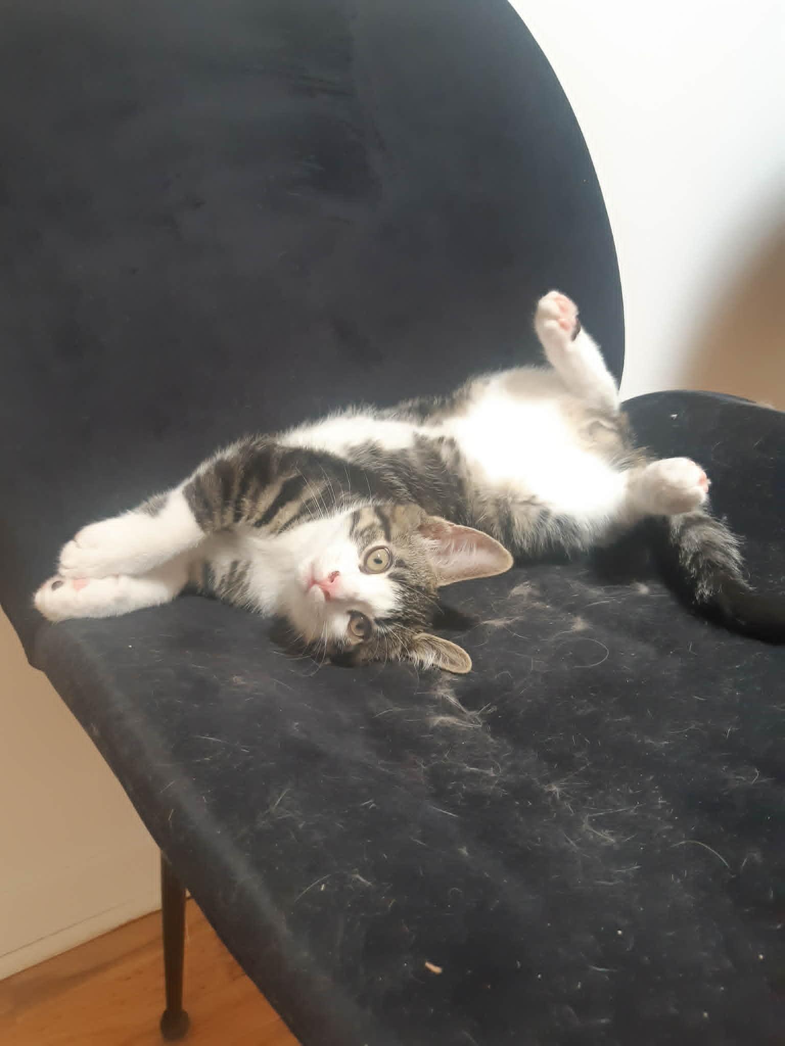 Cidre, a Adopted Domestic Short Hair in Montreal, QC image 3/3