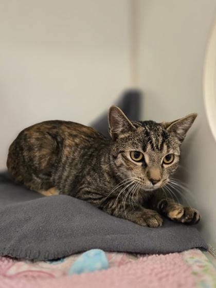 Quinley, Adoptable, Kitten Female Domestic Short Hair.