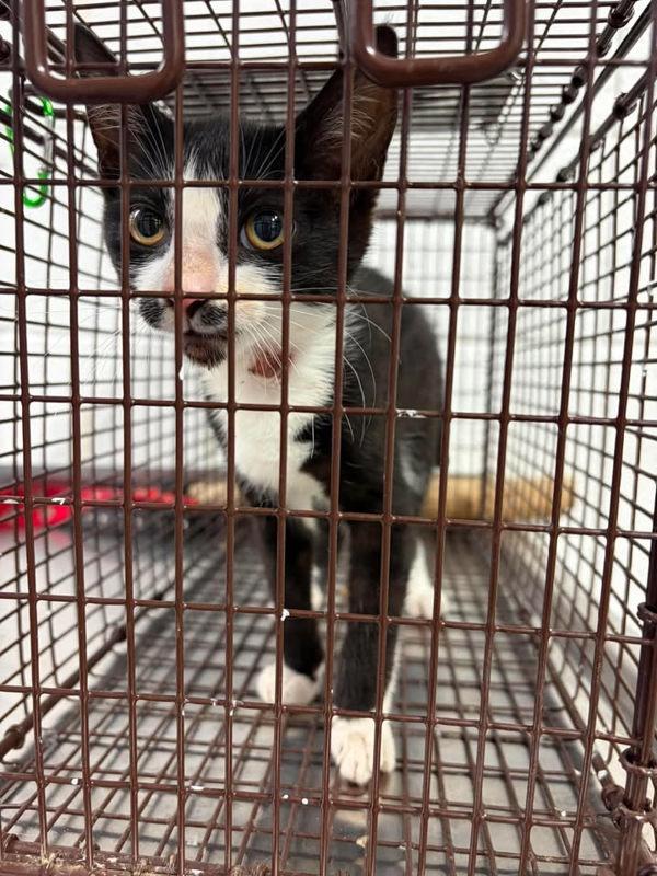 Kendra, Adoptable, Kitten Female Domestic Short Hair.