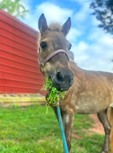 Jolene, Adoptable, Adult Female Miniature Horse.