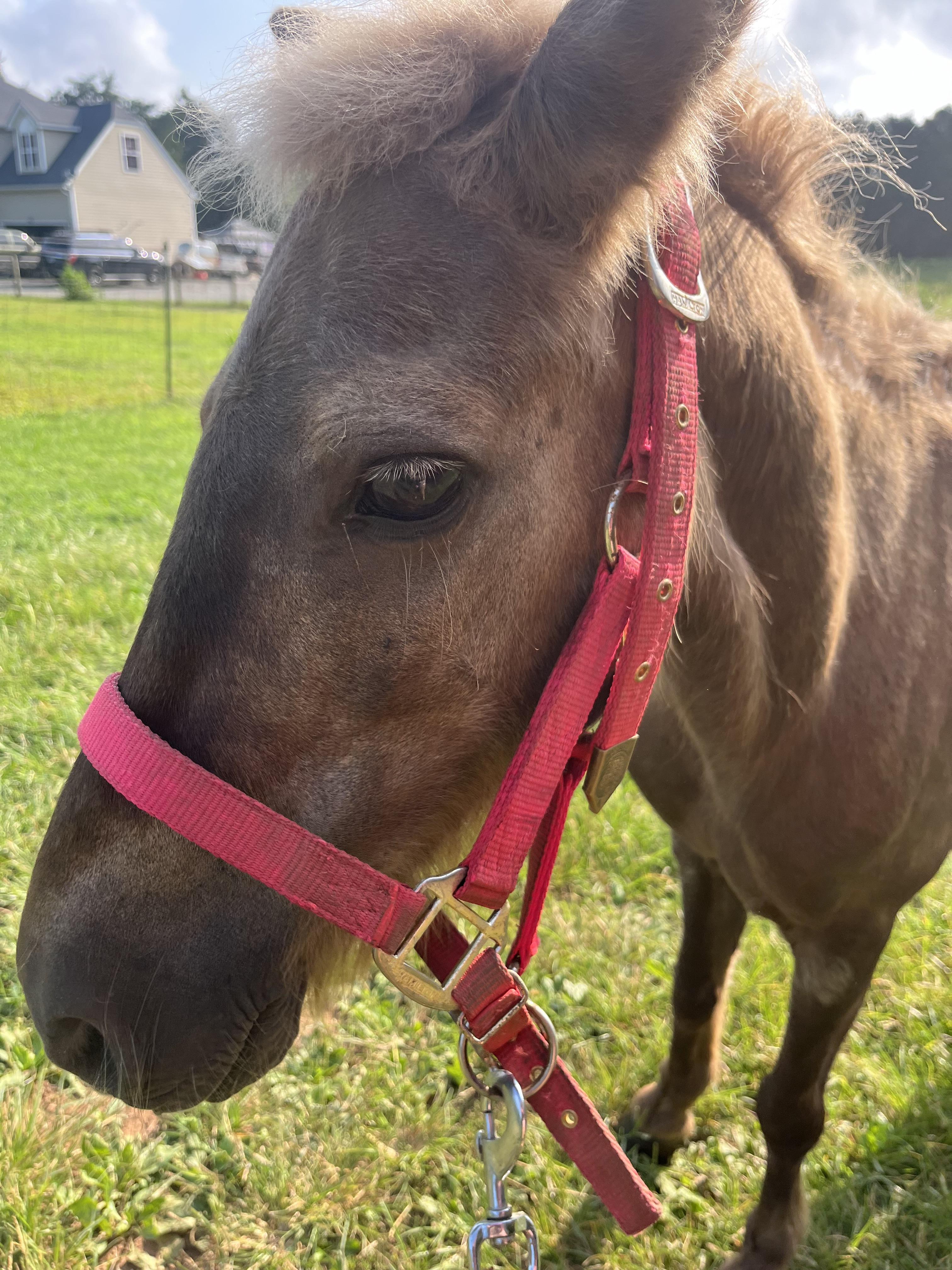 Jolene, a Adoptable Miniature Horse in scottsville, VA image 3/4