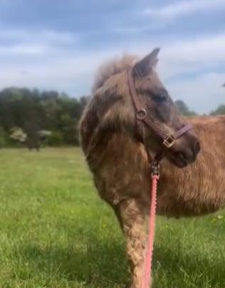 Jolene, a Adoptable Miniature Horse in scottsville, VA image 4/4