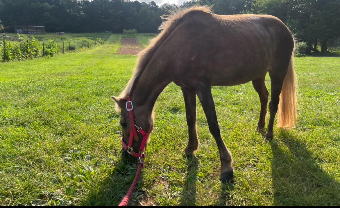 Jolene, a Adoptable Miniature Horse in scottsville, VA image 2/4