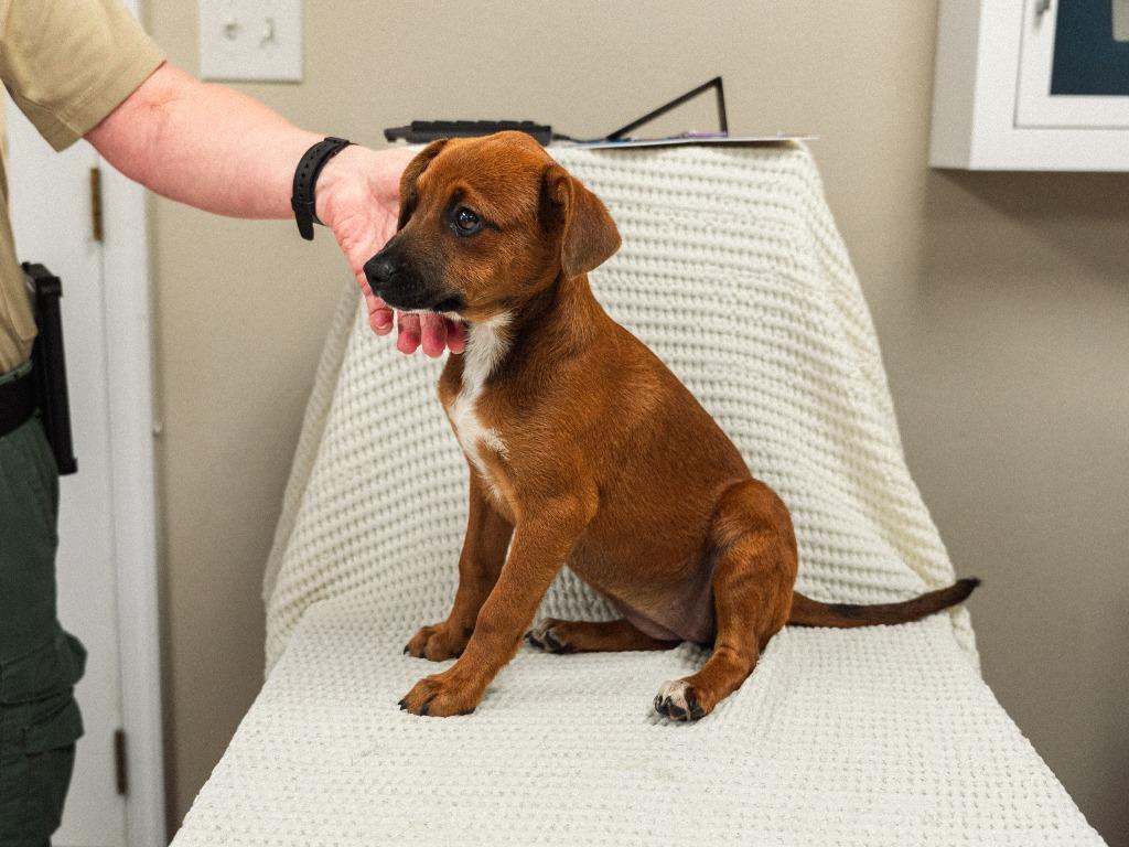 Border Collie Puppy 3(Devon), a Adoptable mixed breed in Mocksville, NC image 5/6