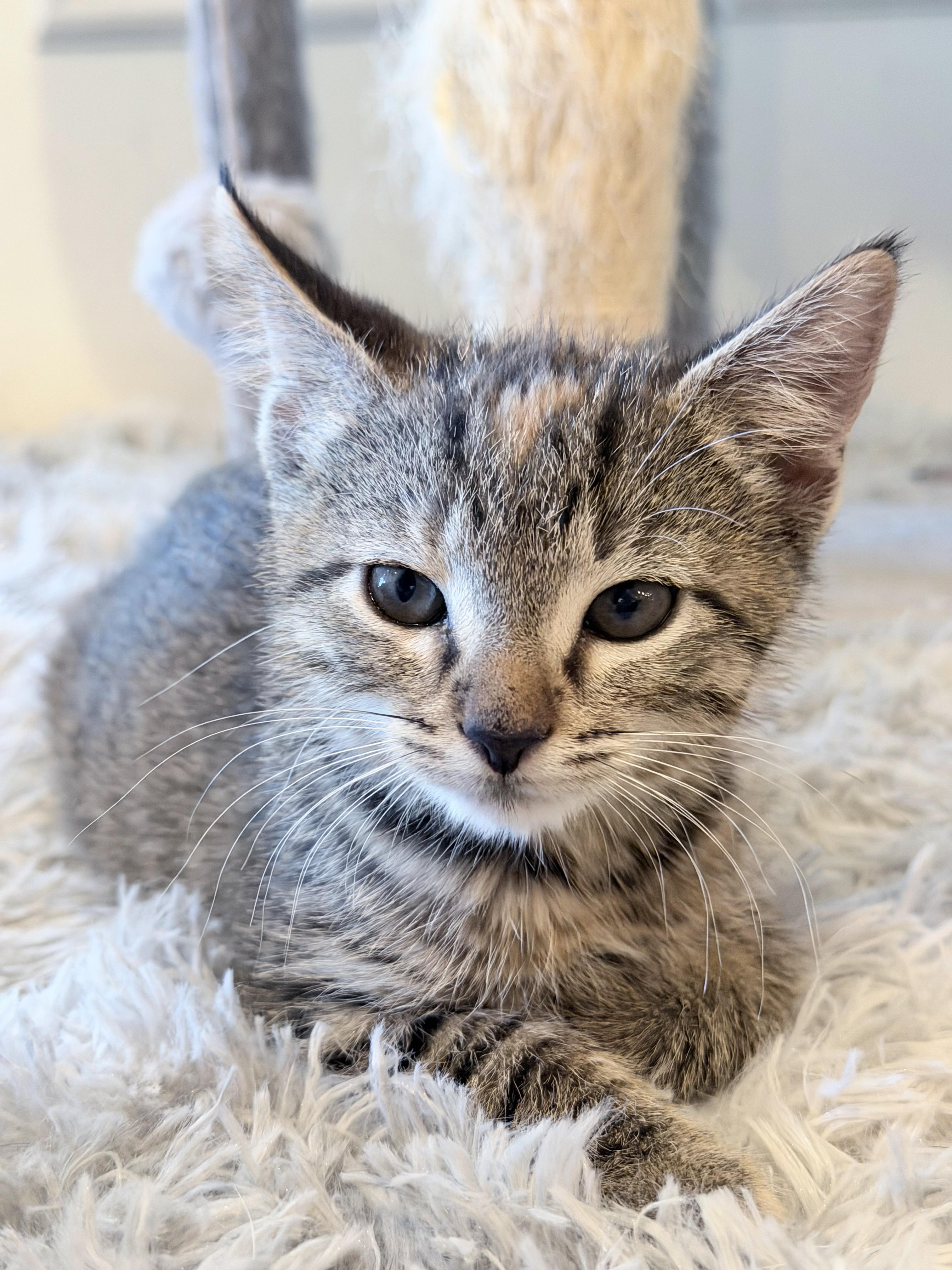 Harriett Potter, a Adoptable mixed breed in Lake Monroe, FL image 3/4