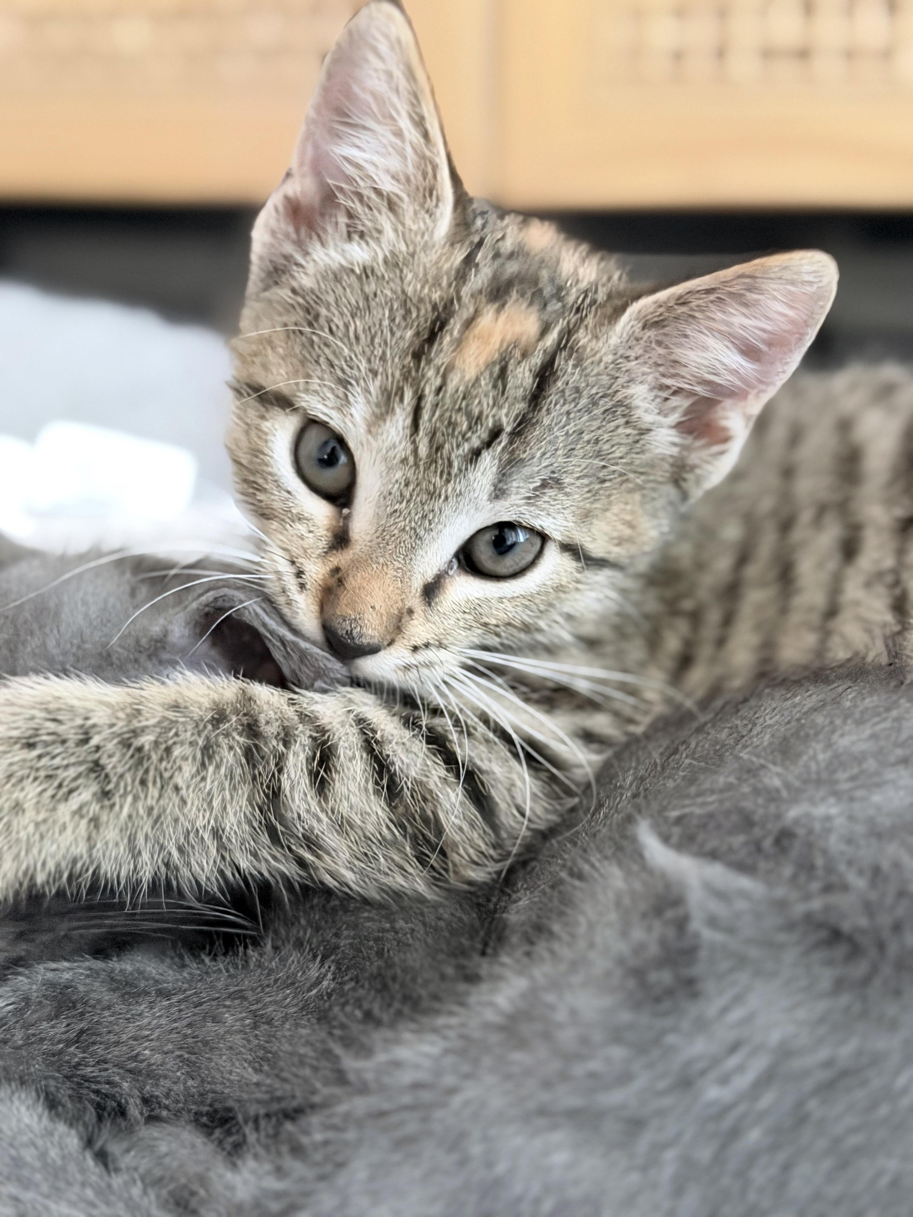 Harriett Potter, Adoptable, Kitten Female Domestic Short Hair & Tiger.