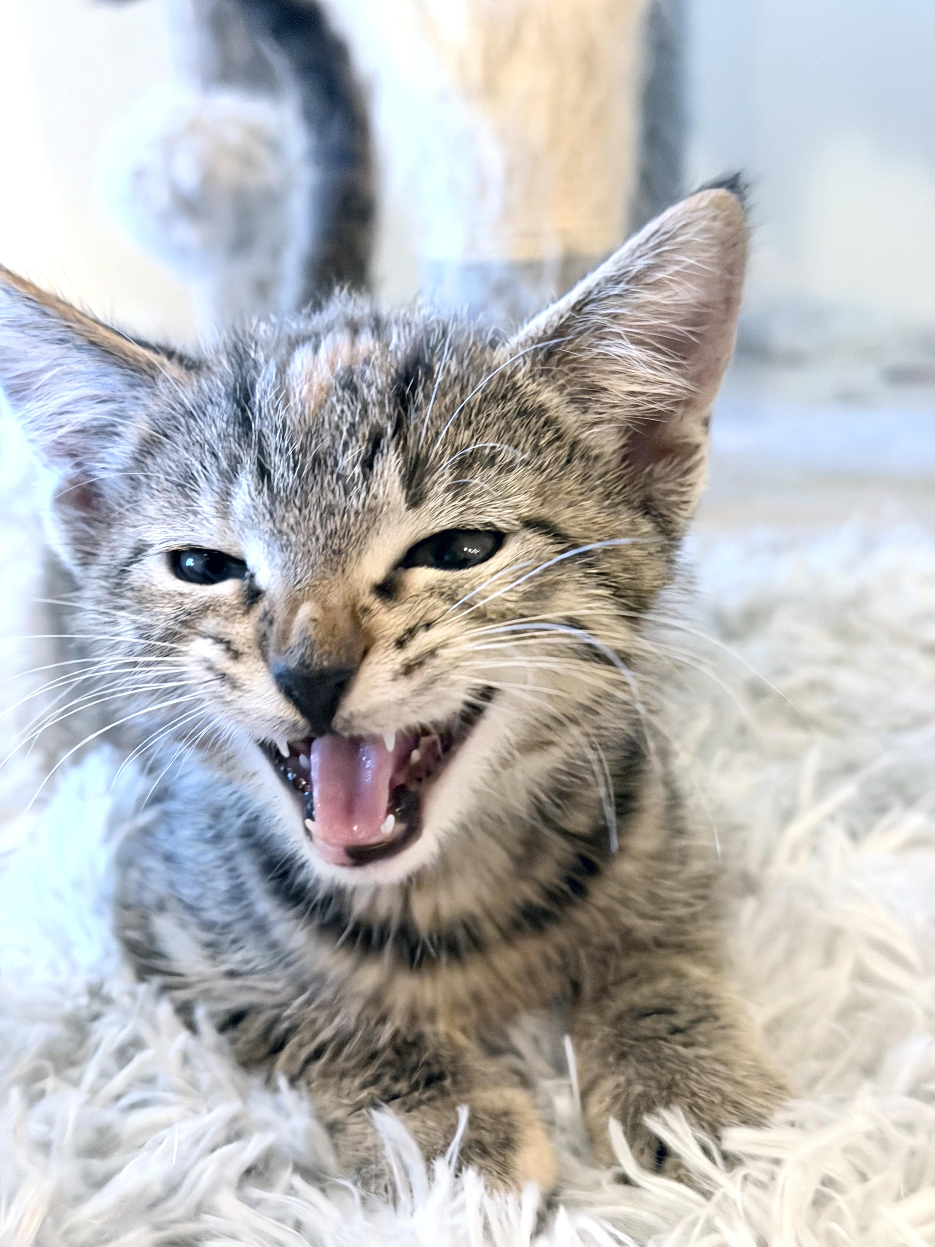 Harriett Potter, a Adoptable mixed breed in Lake Monroe, FL image 4/4