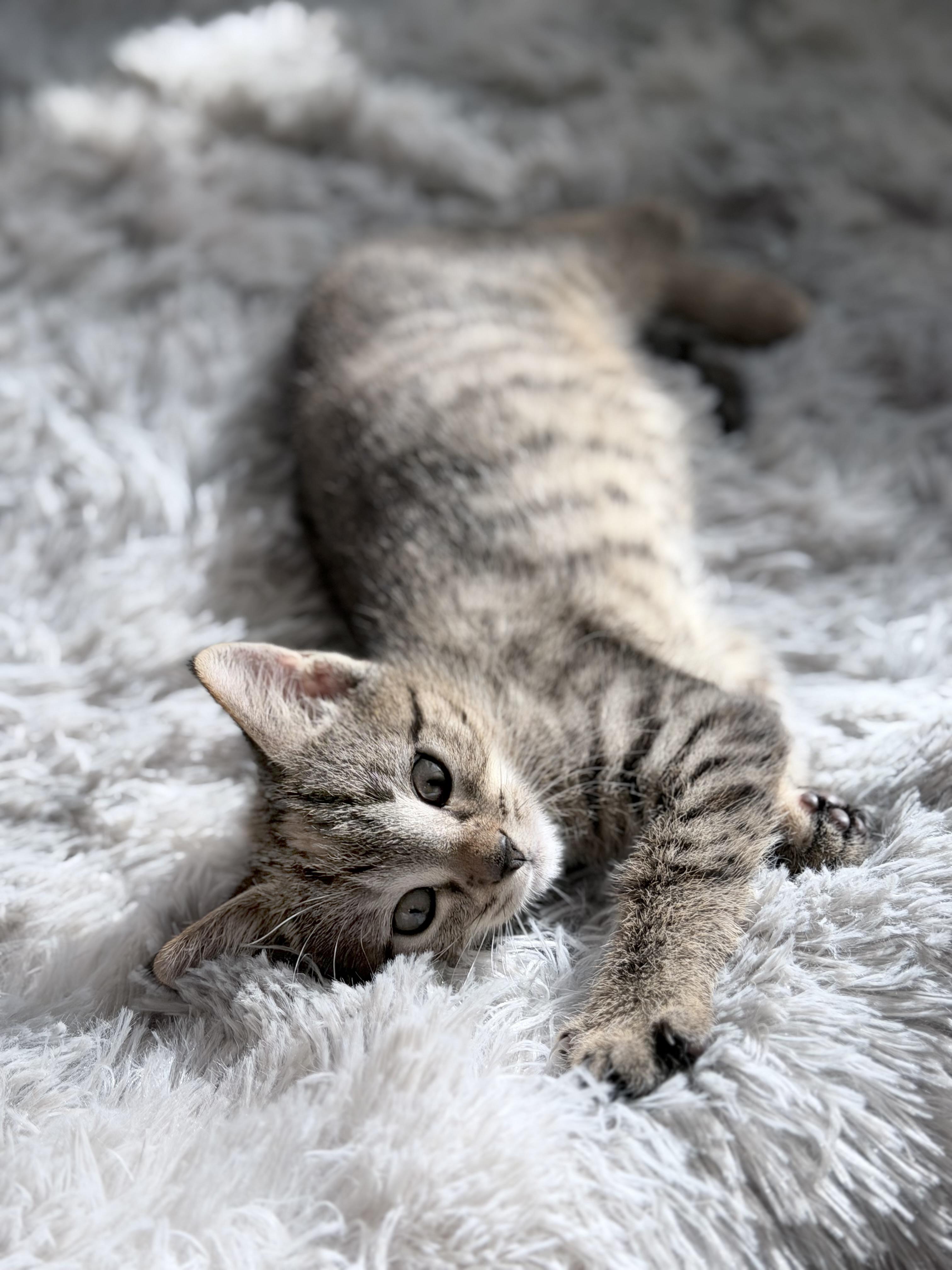 Harriett Potter, a Adoptable mixed breed in Lake Monroe, FL image 2/4