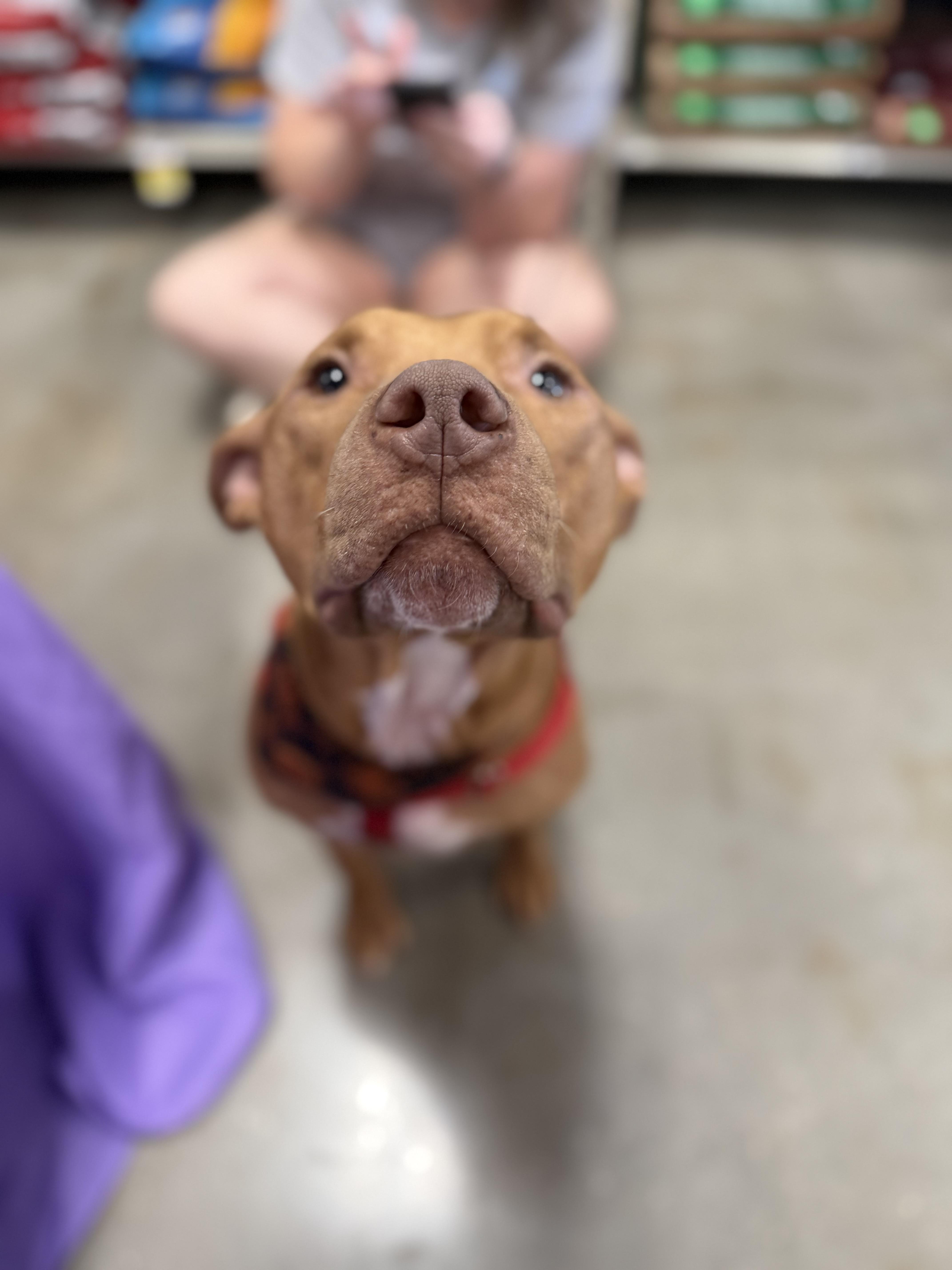 Enlarge Stanley, a Adoptable American Staffordshire Terrier in Covington, LA image 4/6