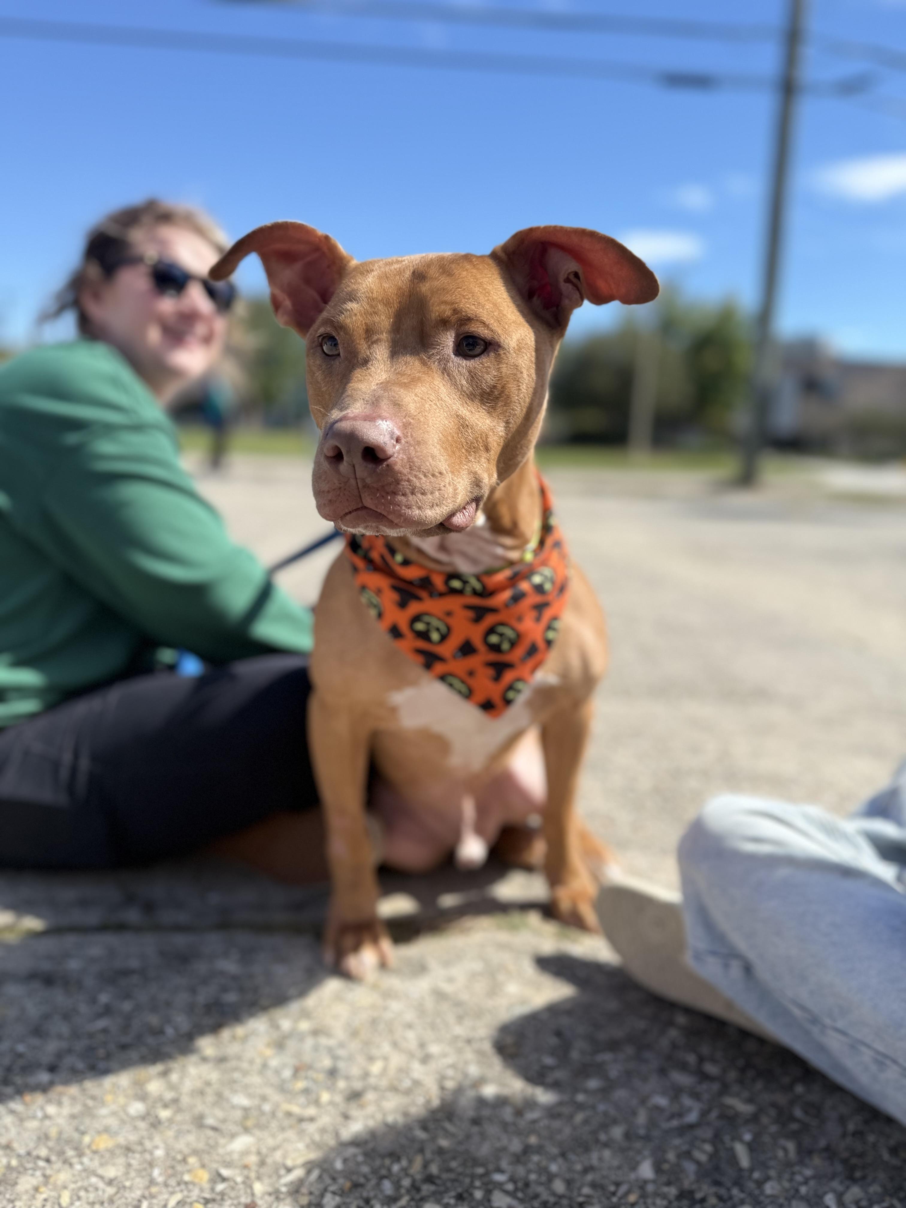 Stanley, Adoptable, Young Male American Staffordshire Terrier.