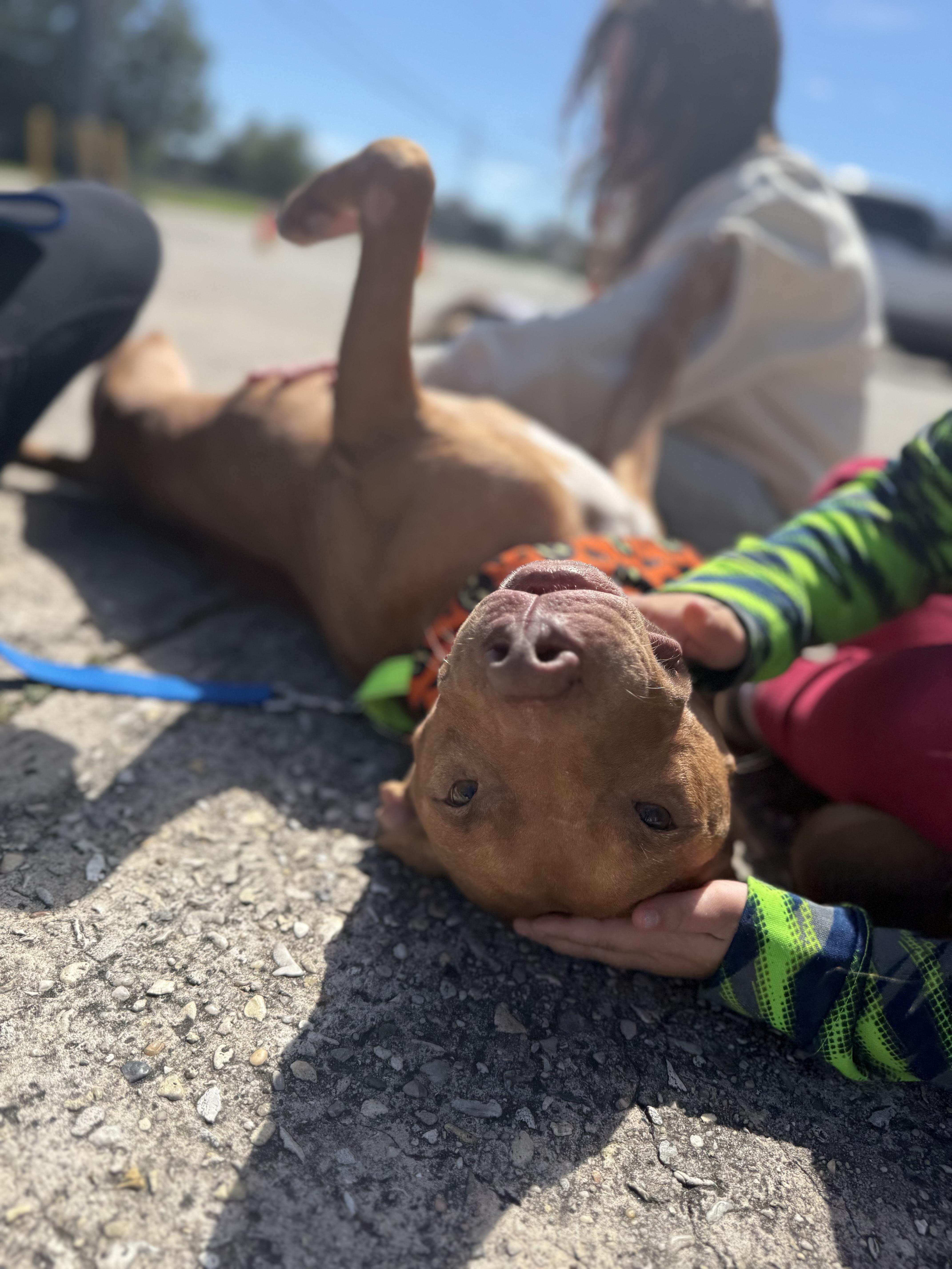 Enlarge Stanley, a Adoptable American Staffordshire Terrier in Covington, LA image 6/6