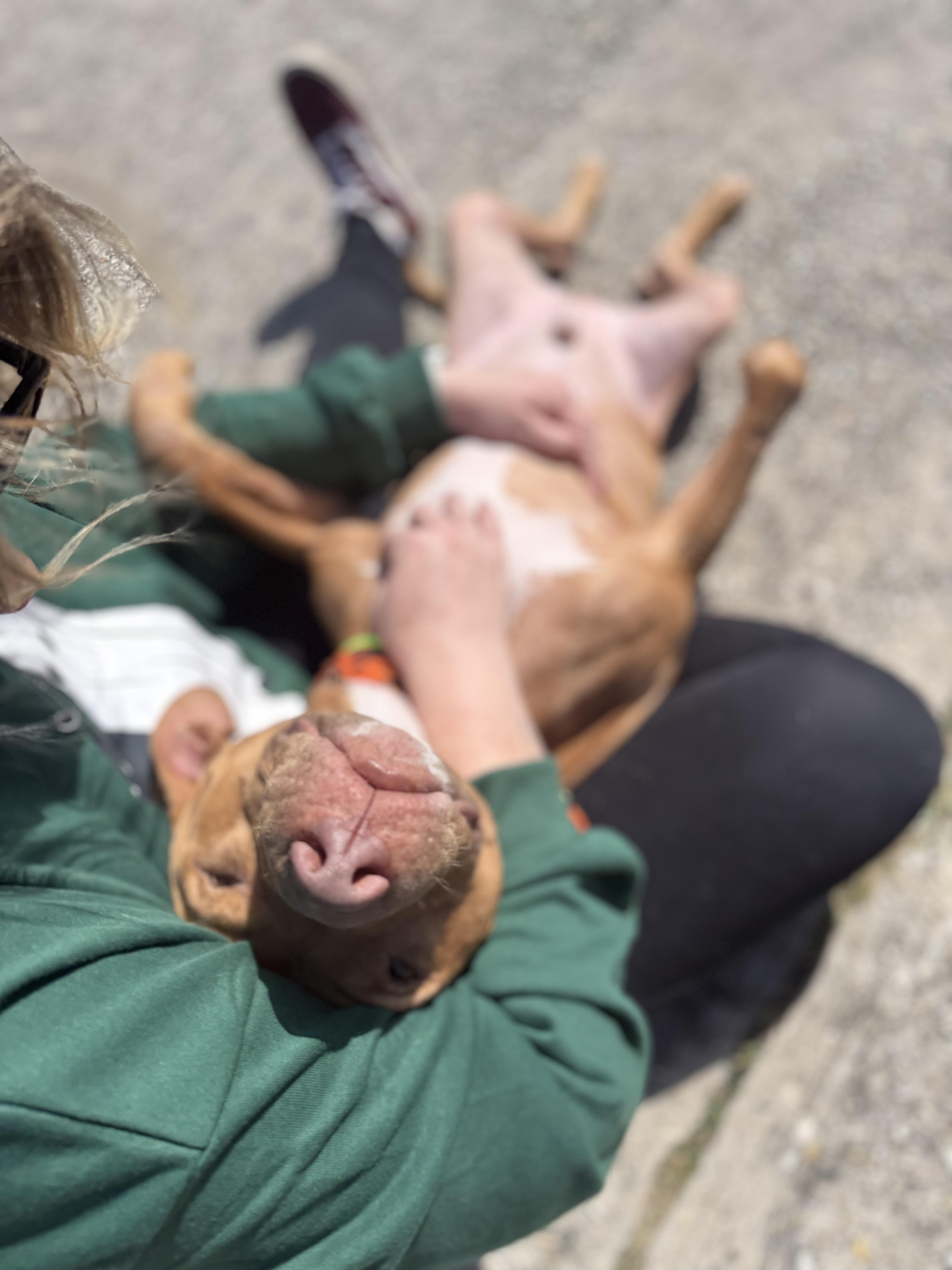 Enlarge Stanley, a Adoptable American Staffordshire Terrier in Covington, LA image 5/6