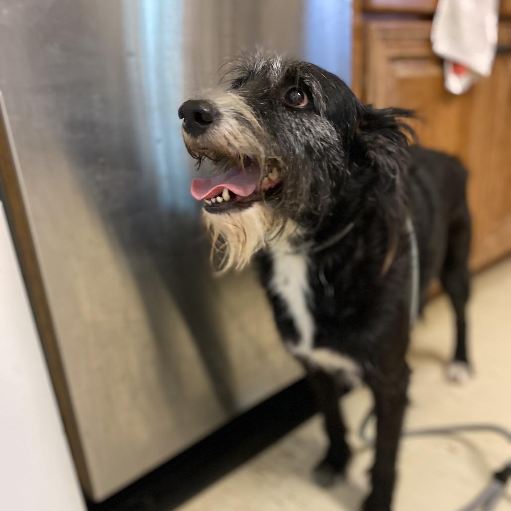 Ruby, Adoptable, Adult Female Schnauzer & Mixed Breed.