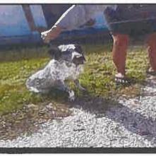 Cassius, Adoptable, Young Male Australian Cattle Dog / Blue Heeler & Mixed Breed.