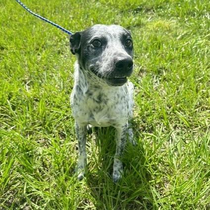 Enlarge Cassius, a Adoptable mixed breed in Tampa, FL image 2/4
