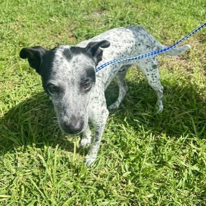 Enlarge Cassius, a Adoptable mixed breed in Tampa, FL image 3/4