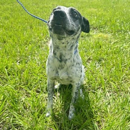 Enlarge Cassius, a Adoptable mixed breed in Tampa, FL image 4/4