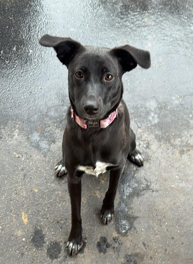Nyx, Adoptable, Puppy Female Great Pyrenees & Husky.