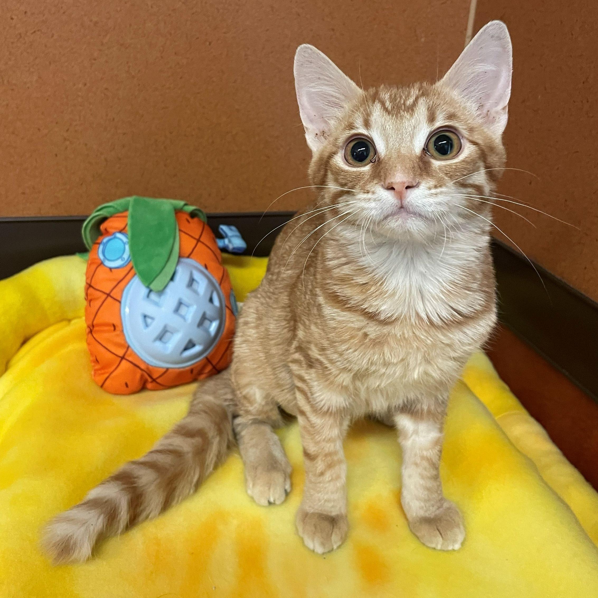 SpongeBob, an adopted Domestic Short Hair in Rochester, MN image 1/2