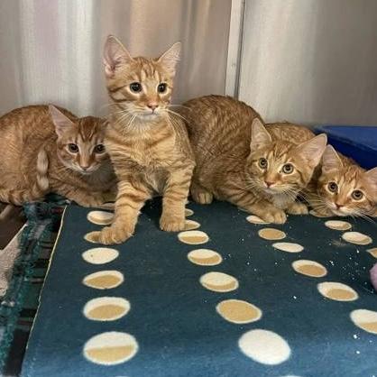 SpongeBob, an adopted Domestic Short Hair in Rochester, MN image 2/2