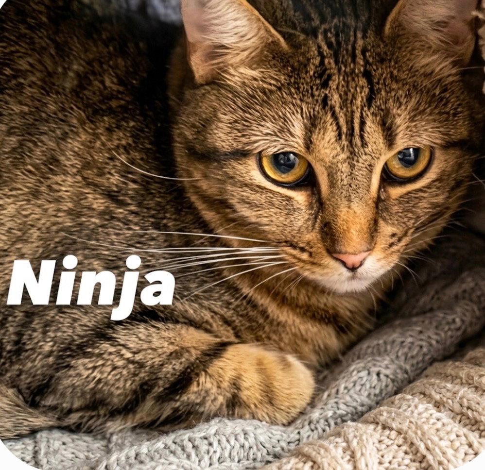 Ninja, Adoptable, Young Female Domestic Short Hair.