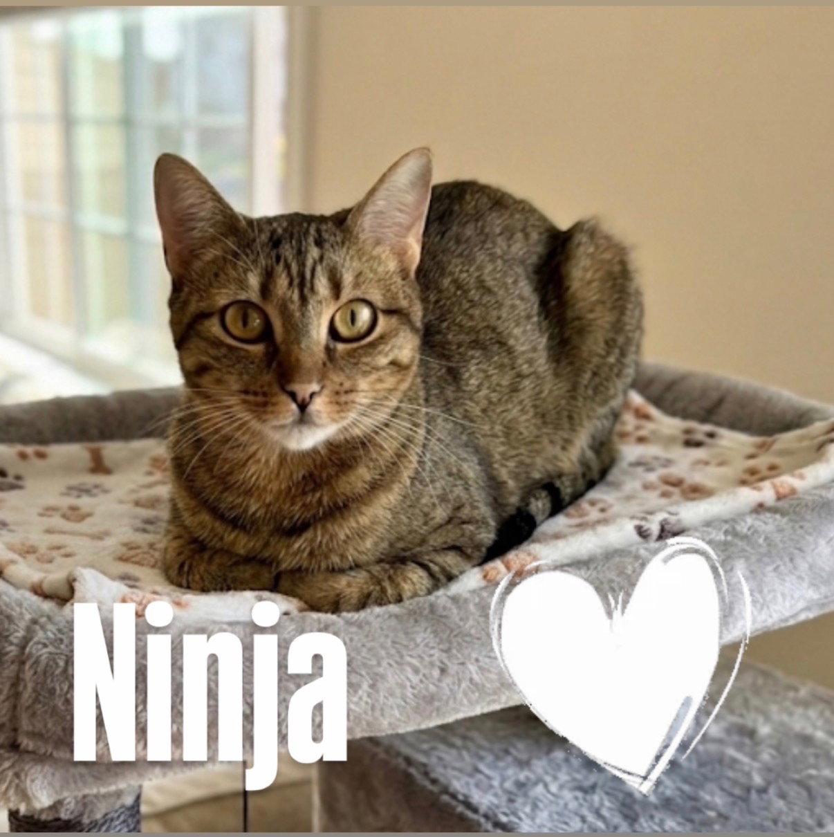 Enlarge Ninja, a Adoptable Domestic Short Hair in Chandler, AZ image 2/3