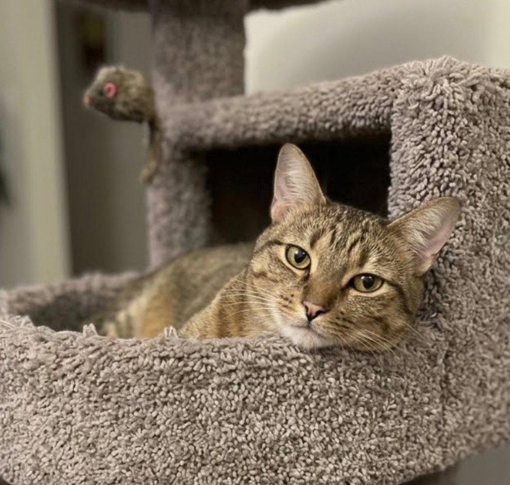 Ninja, Adoptable, Young Female Domestic Short Hair.