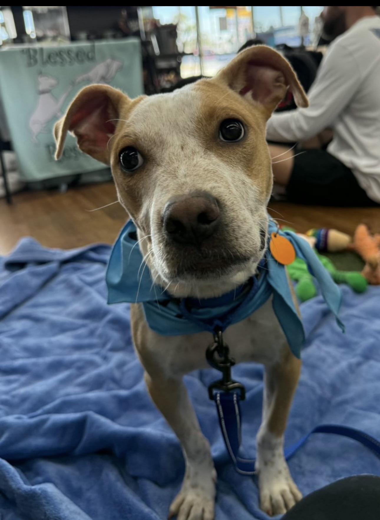 Jasper, a ADOPTABLE mixed breed in Lake Worth, FL image 6/6