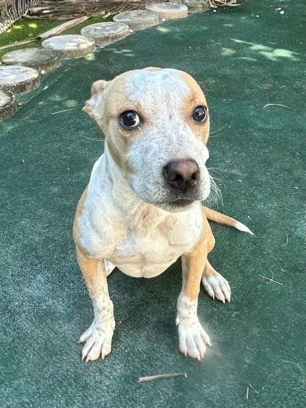 Enlarge Jasper, a ADOPTABLE mixed breed in Lake Worth, FL image 6/6