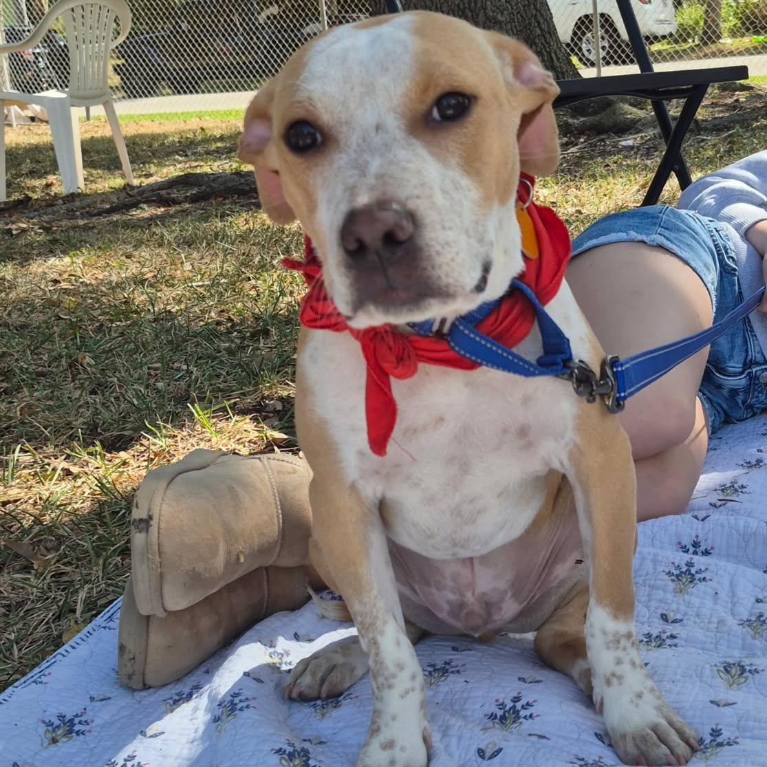 Enlarge Jasper, a ADOPTABLE mixed breed in Lake Worth, FL image 2/6