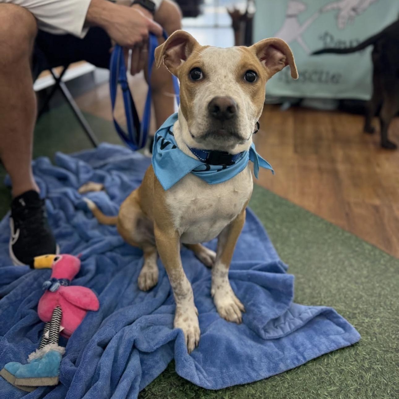Jasper, a ADOPTABLE mixed breed in Lake Worth, FL image 1/6