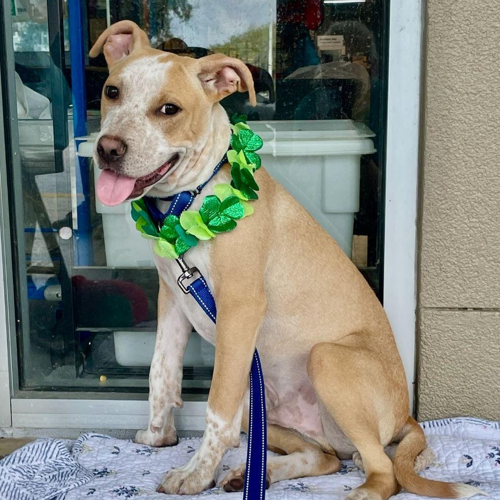 Enlarge Jasper, a ADOPTABLE mixed breed in Lake Worth, FL image 1/6