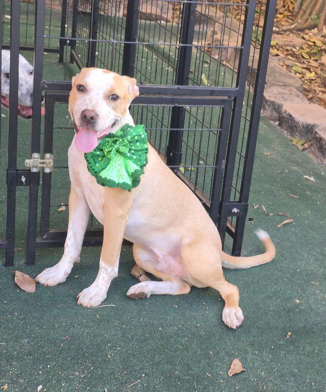 Jasper, a ADOPTABLE mixed breed in Lake Worth, FL image 3/6