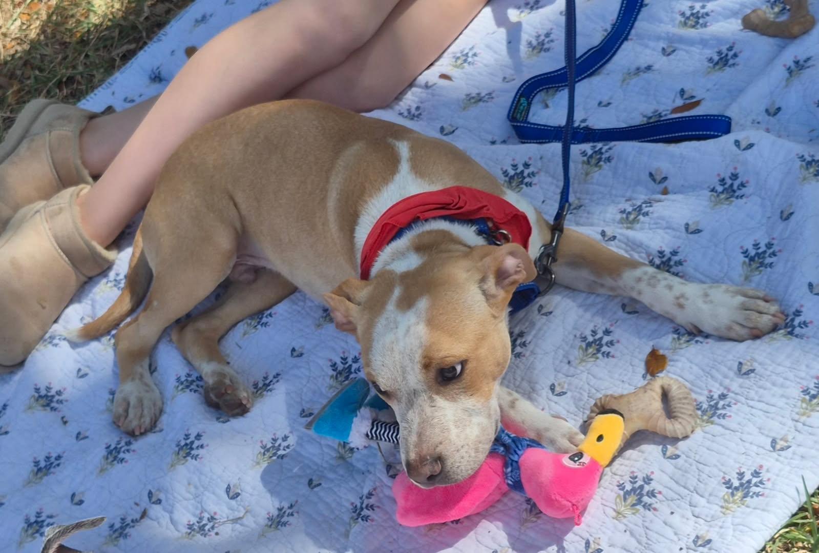 Enlarge Jasper, a ADOPTABLE mixed breed in Lake Worth, FL image 5/6