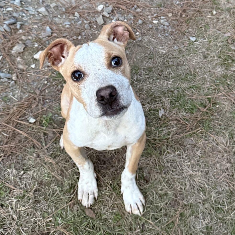 Enlarge Jasper, a ADOPTABLE mixed breed in Lake Worth, FL image 4/6