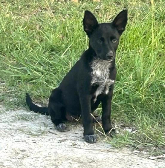 Jazzy, an adoptable Schipperke, Shepherd in Wantagh, NY, 11793 | Photo Image 4
