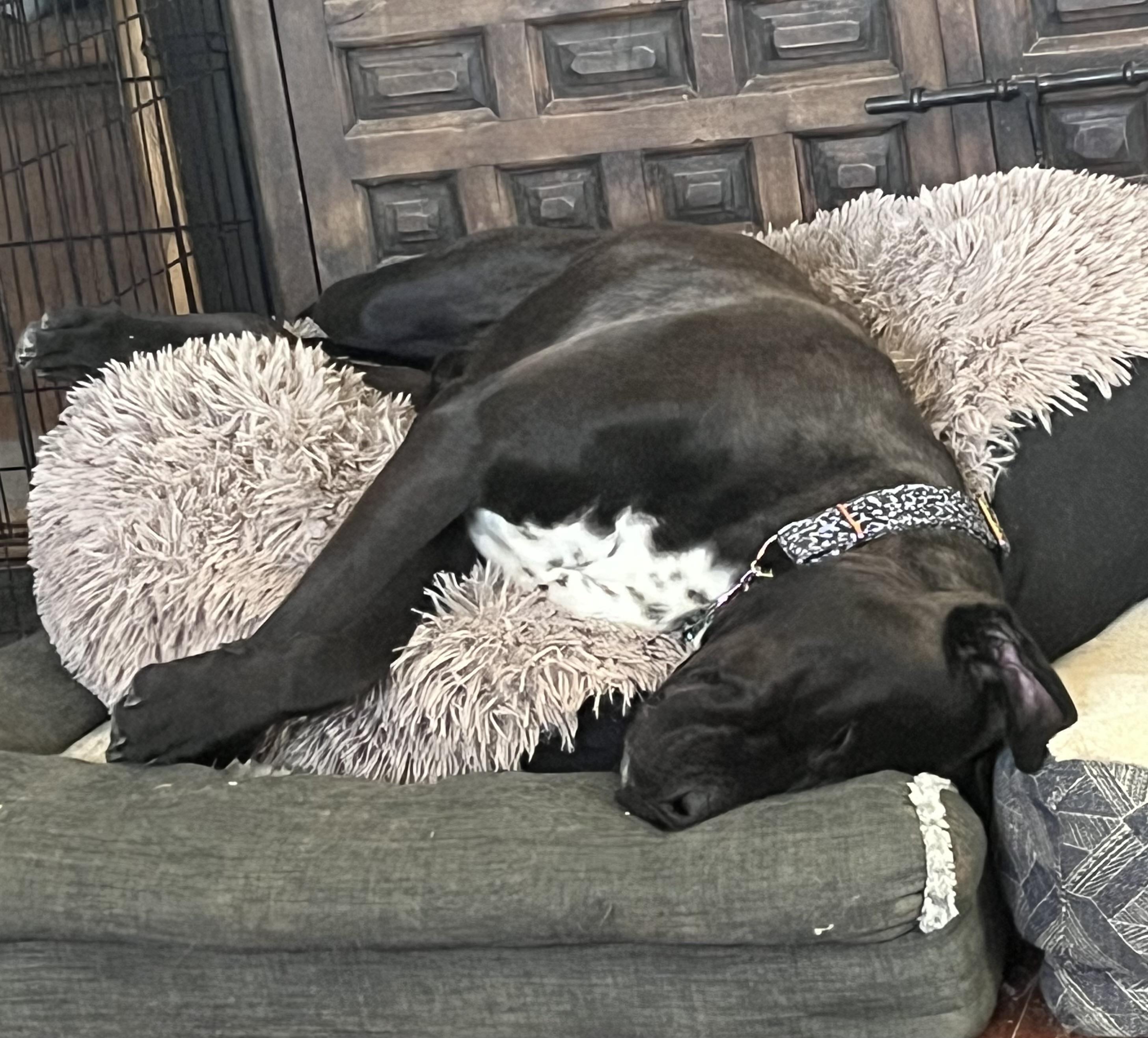 Meatloaf, Adoptable, Adult Male Cane Corso.