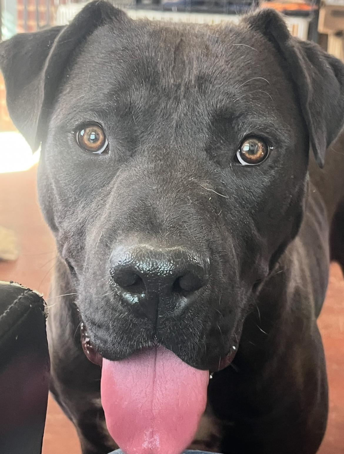 Enlarge Meatloaf, a Adoptable mixed breed in Longmont, CO image 2/3